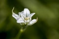 Three Cornered Leek Flower Royalty Free Stock Photo