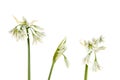 Three cornered leek