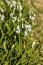 Three-cornered leek flowers