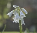 Three-cornered Leek Royalty Free Stock Photo