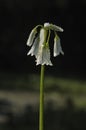 Three-cornered Leek Royalty Free Stock Photo