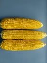 Three corns on a gray background Royalty Free Stock Photo
