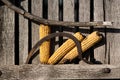 Three corns with a sickle and a tree. Royalty Free Stock Photo