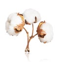 Three cotton plant flowers close-up isolated on white background