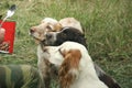 Three couples of hungry eyes