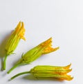 Three courgette flowers on a white background Royalty Free Stock Photo
