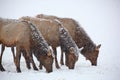 Three cow elk grazing in a winter snow storm Royalty Free Stock Photo