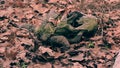 Three cow skulls on autumn foliage