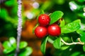 Three cowberries on the branch in the forest Royalty Free Stock Photo