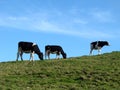 Three Cows Royalty Free Stock Photo