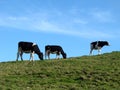 Three Cows