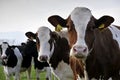 Three cows Royalty Free Stock Photo