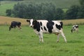 Three cows Royalty Free Stock Photo