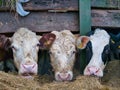 Three cows in a barn eating winter feed. Taken in Cheshire, UK in winter Royalty Free Stock Photo