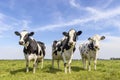 Three cows black and white group together in a field, happy and joyful and a blue sky, a wide view, looking shy and curious Royalty Free Stock Photo