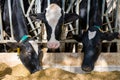 Three cows eating hay in cowshed on dairy farm Royalty Free Stock Photo