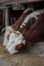 Three cows eating straw together Royalty Free Stock Photo