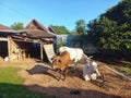 Three cows enjoying a sunny morning