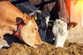 Three cows on the farm Royalty Free Stock Photo