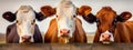 Three cows on a farm. Generative AI,