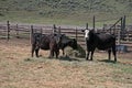 Three cows feeding on hay Royalty Free Stock Photo