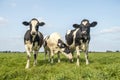 Three cows, friendship and love together in a green field under a blue sky grazing black and white and a faraway horizon Royalty Free Stock Photo