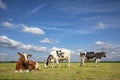 Three cows, frisian holstein, in a pasture under a blue sky and a faraway horizon, two stands upright and one lying cow Royalty Free Stock Photo