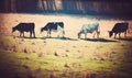 three cows grazing in a field with trees in the background and a foggy sky in the background, with a few trees in the foreground