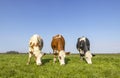 Three cows grazing in a pasture, black and red with white standing together, in a row, green grass and a blue sky, seen from the Royalty Free Stock Photo