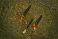 Three cows grazing on pastureland meadow and casting shadow on the grass field