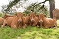 Three cows lying on meadow Royalty Free Stock Photo