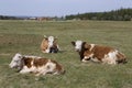 Three cows lying on the meadow.