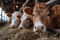 Three cows are munching hay in a cozy barn, gazing at the camera Royalty Free Stock Photo