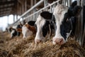 Three cows are munching hay in a cozy barn, gazing at the camera Royalty Free Stock Photo