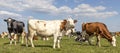 Three cows in a pasture, black white and red, one cow mooing and one is grazing, as background a herd of other cowes, under a blue Royalty Free Stock Photo