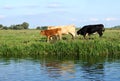 Three Cows (Red, White And Black) Walking Along A Riverbank