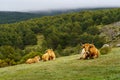 three cows resting in the high mountain pasture with green plants and stone rocks Royalty Free Stock Photo