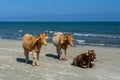 Three cows spotted standing on a sandy beach. Horizontal view of Royalty Free Stock Photo