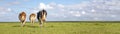 Three cows walking away, wide view seen from behind, stroll towards the horizon, with a blue sky with some white clouds Royalty Free Stock Photo