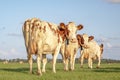 Three cows walking into the meadow, seen from behind, towards the horizon, with a soft blue sky with some clouds