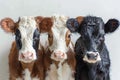 Three cows on a white background Royalty Free Stock Photo