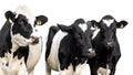 Three cows on white background Royalty Free Stock Photo