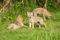 Three coyote pups in grass on a spring day Royalty Free Stock Photo