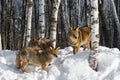 Three Coyotes (Canis latrans) Stand at Edge of Birch Forest Winter