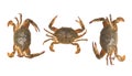 Three Crabs Showing Different Angles on Transparent Background Royalty Free Stock Photo