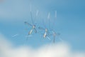 Three crane flies Royalty Free Stock Photo