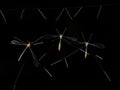 three crane fly hang on the web