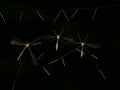 Three crane fly hang on the web with black background