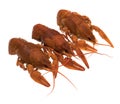 Three crayfish, cooked, red, on a white background, isolated Royalty Free Stock Photo