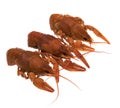 Three crayfish, cooked, red, on a white background, isolated Royalty Free Stock Photo